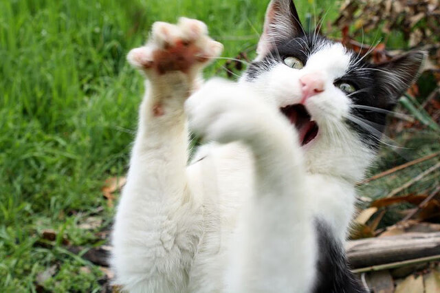 波士顿凯尔特人在东部排名持续攀升,战绩超预期,波斯顿凯尔特