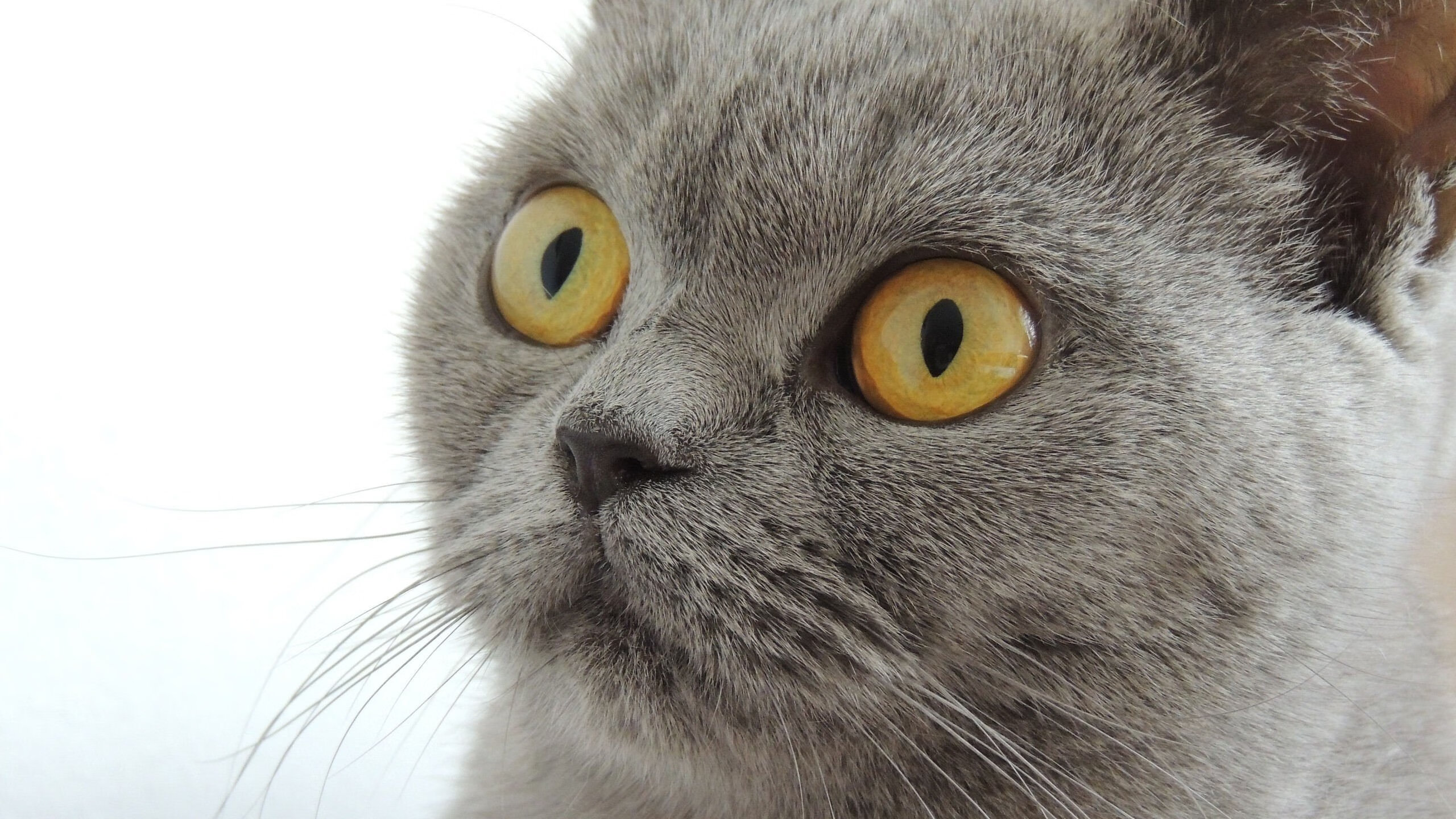 电竞选手如何提高技术：刻苦训练与经验积累，电竞选手平时怎么训练