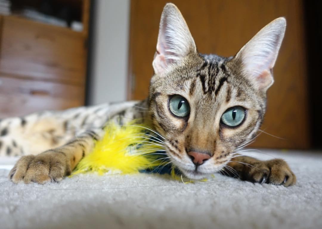 绝杀“终结者”:那些让人血脉喷张的终场进球,终结者队