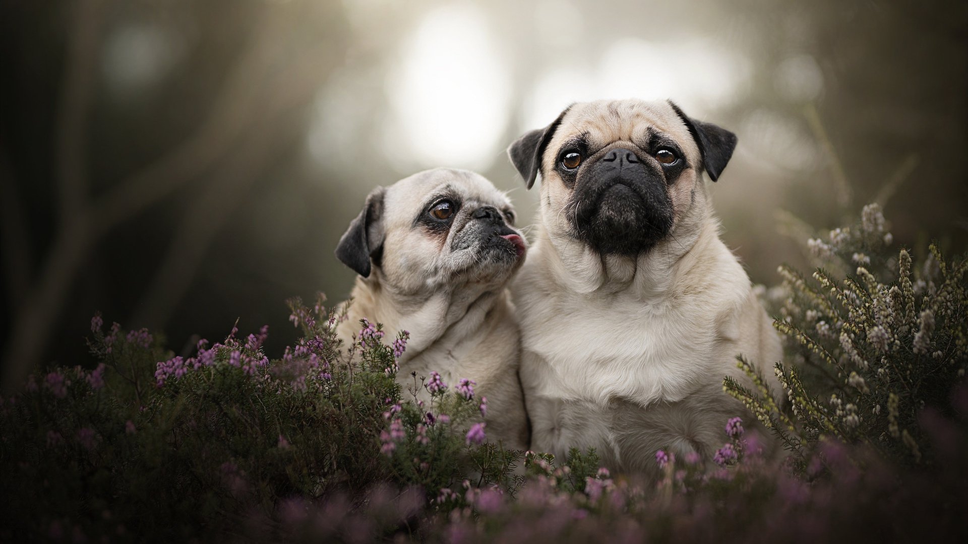 赛季最佳阵容正式公布,球迷投票热烈,2020赛季最佳11人