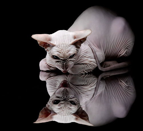 LPL新秀选手表现抢眼,lpl最佳新秀