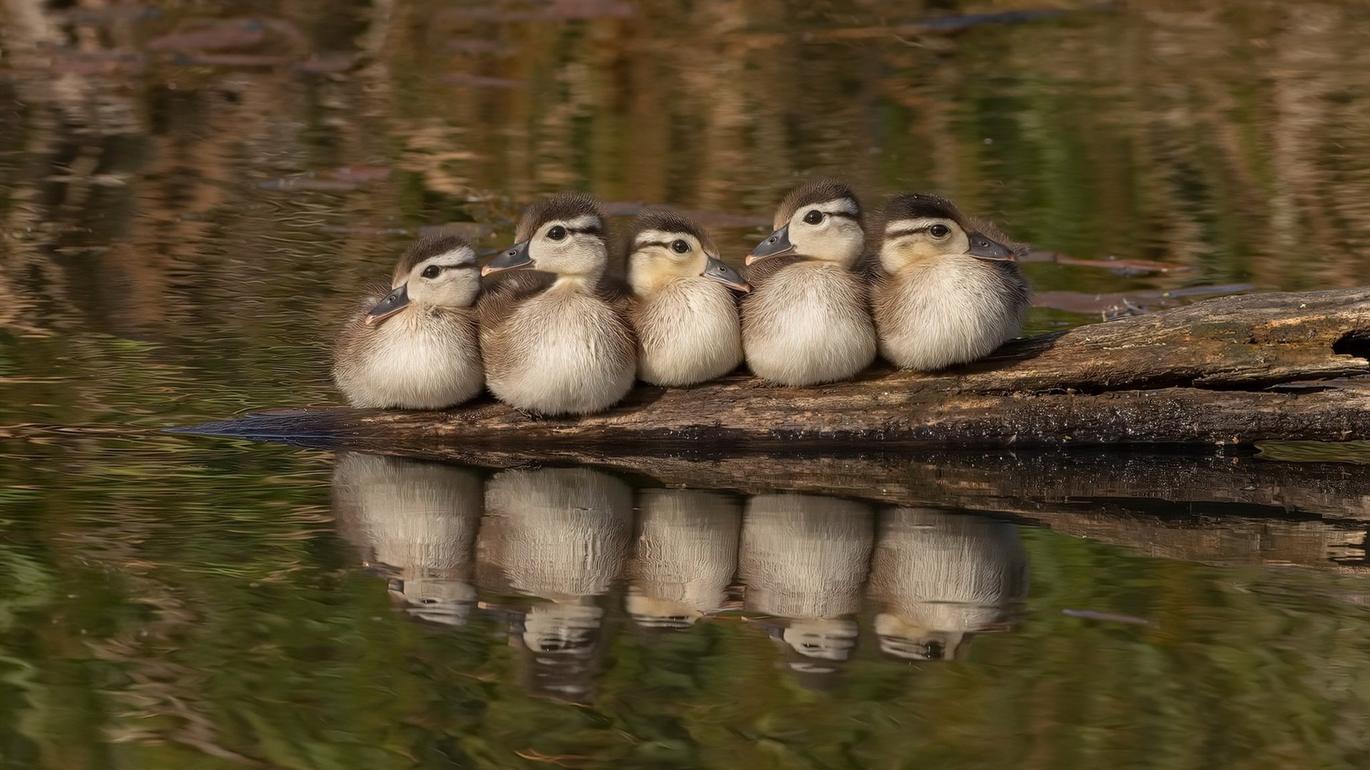 AIYOUXI.COM-PSG.LGD教练团队策略调整，psg战队教练