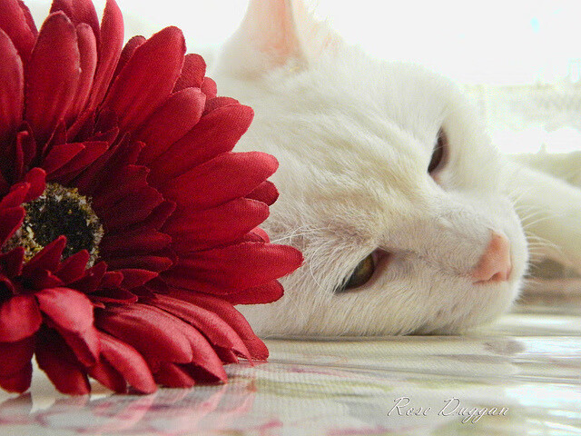 爱游戏app-中国足球青少年教练培养机制完善，中国足球青少年教练培养机制完善的原因