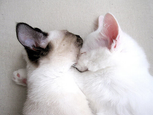 中国足球青少年教练培养机制完善,中国足球青少年教练培养机制完善的原因