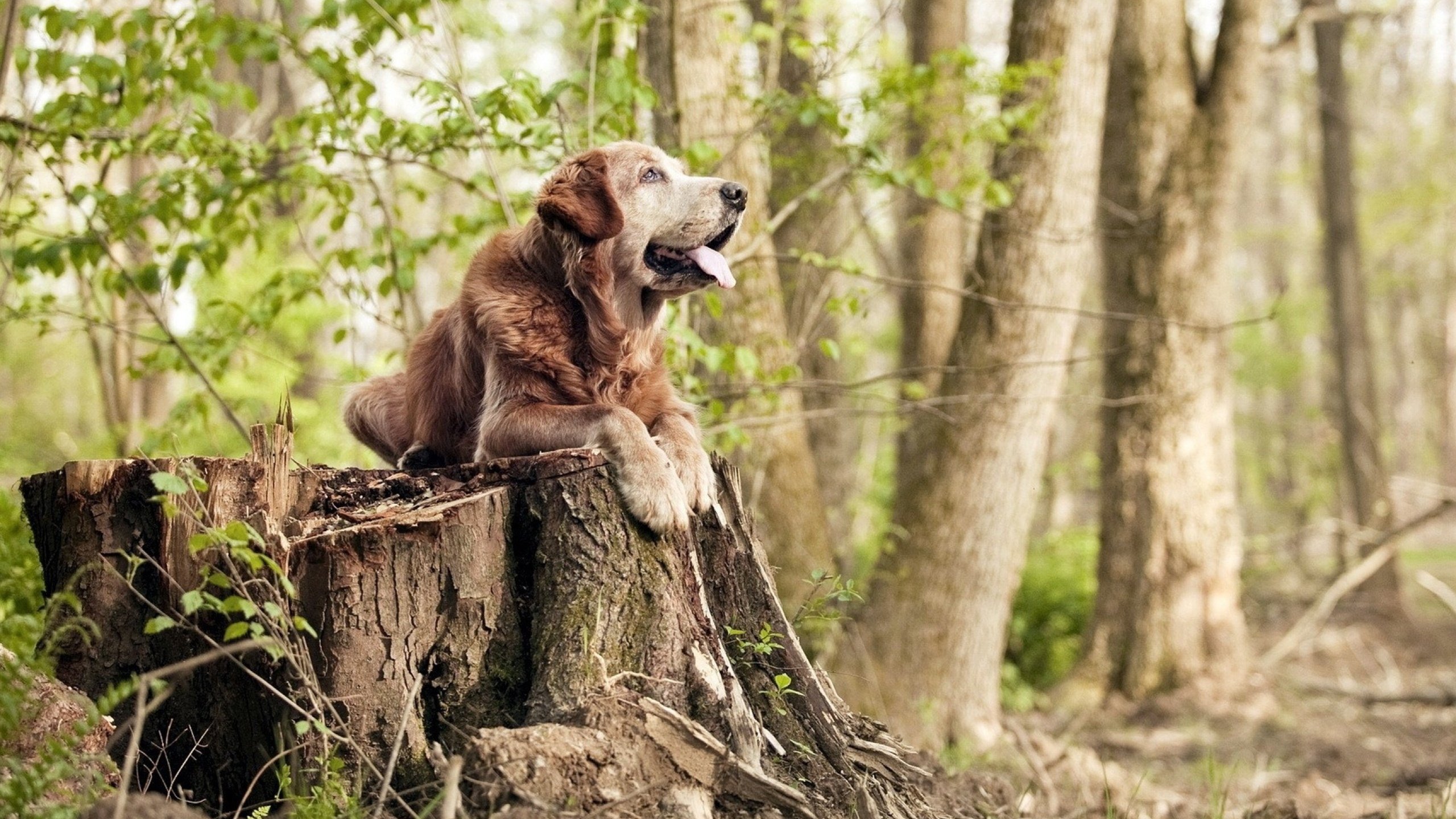 反越位意识是否成为边锋培养核心内容，反越位什么意思