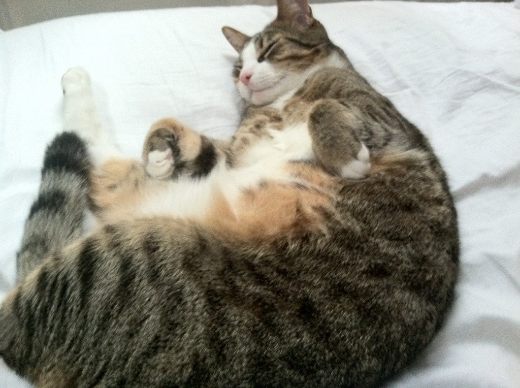 塞尔维亚国家队突破重围,跻身欧洲杯正赛,塞尔维亚欧洲杯阵容