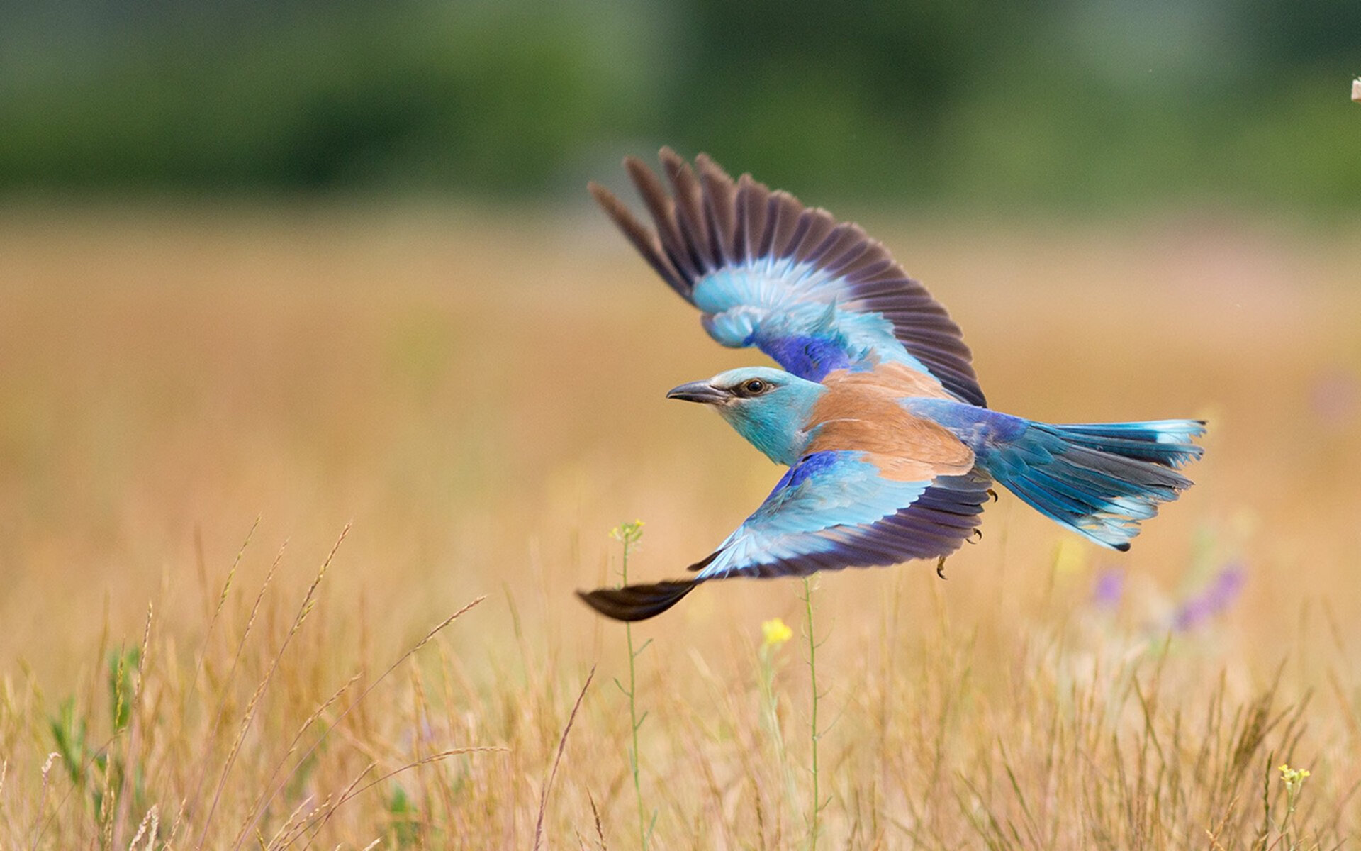 巴黎FC球队在最新一场比赛中获胜,表现抢眼,巴黎fc足球俱乐部官网