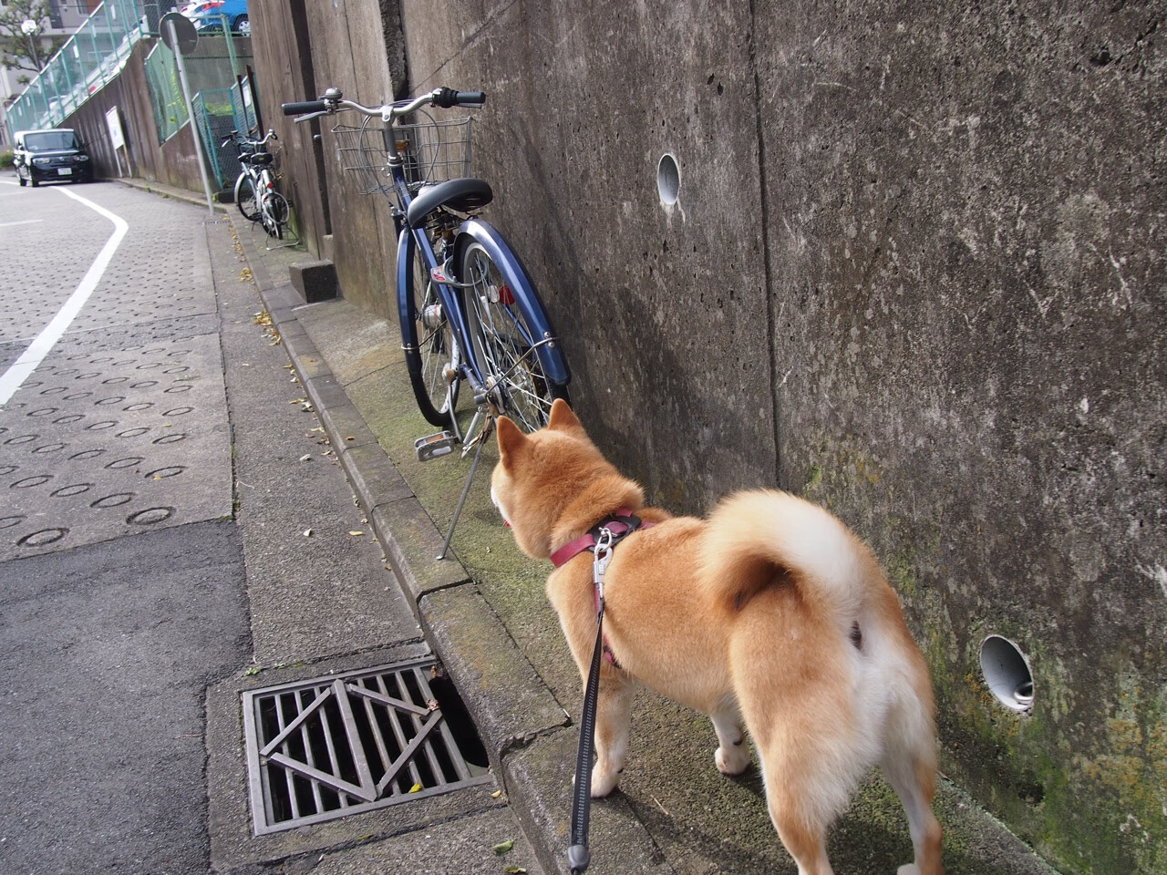 年轻新秀挑战老将，带来不一样的精彩，年轻新秀的意思