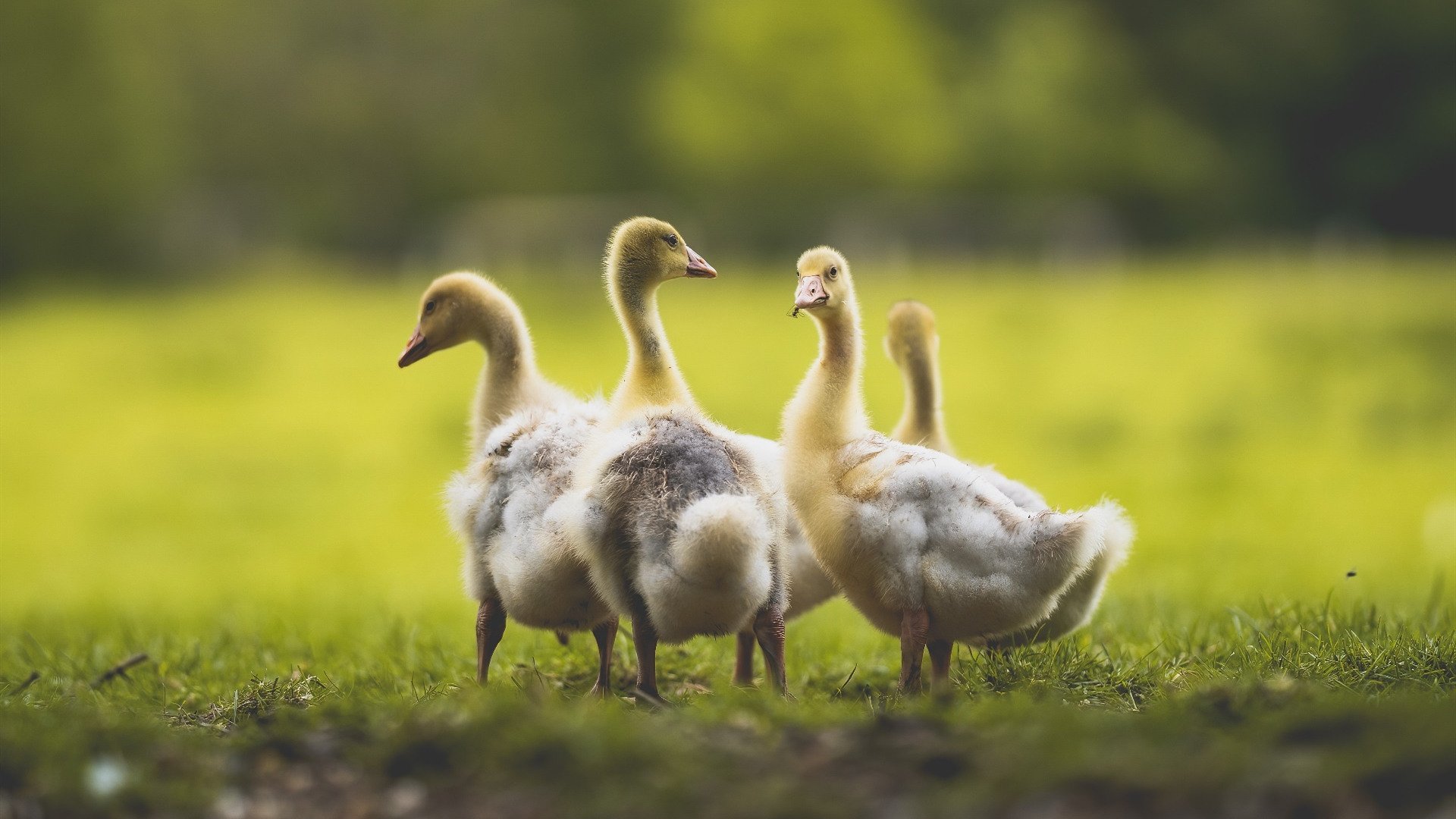 弗莱堡主场战平,德甲积分继续累积,弗莱堡新球场进度