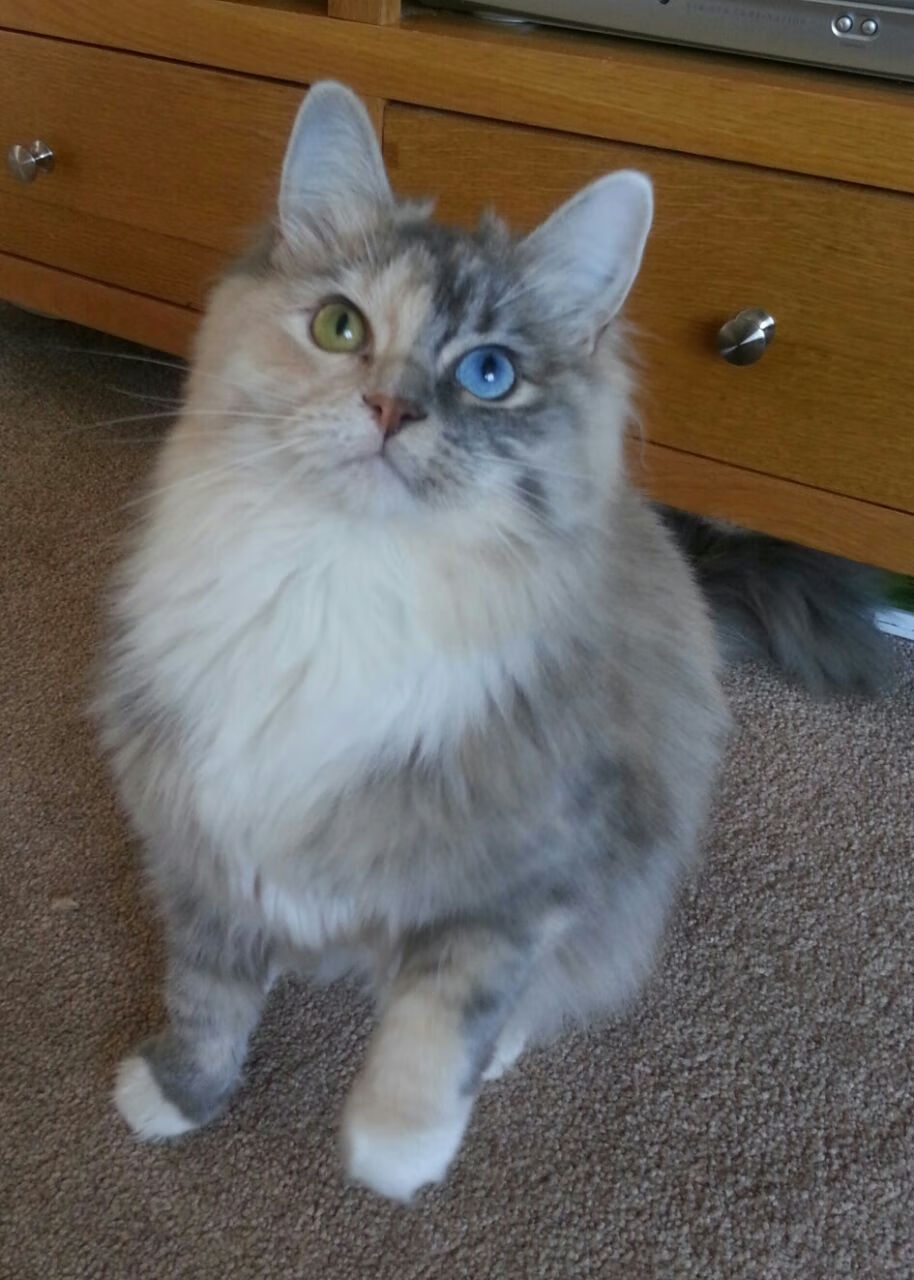 智利神锋梅开二度,帮助球队夺冠,智利名宿梅西