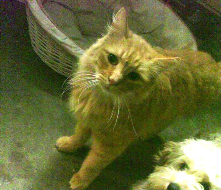 爱游戏体育官方网站-德甲青训项目中融合认知行为评估模型识别情绪易波动球员