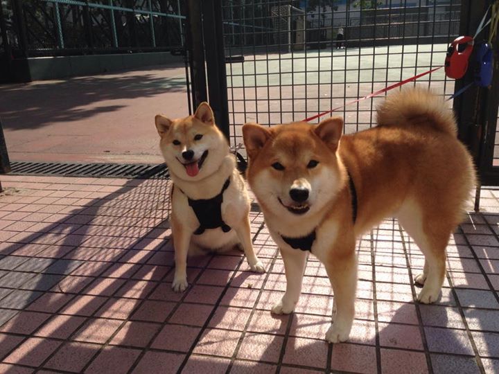 篮球专项技能训练课程设计及教学实施方案，篮球专项技术讲解