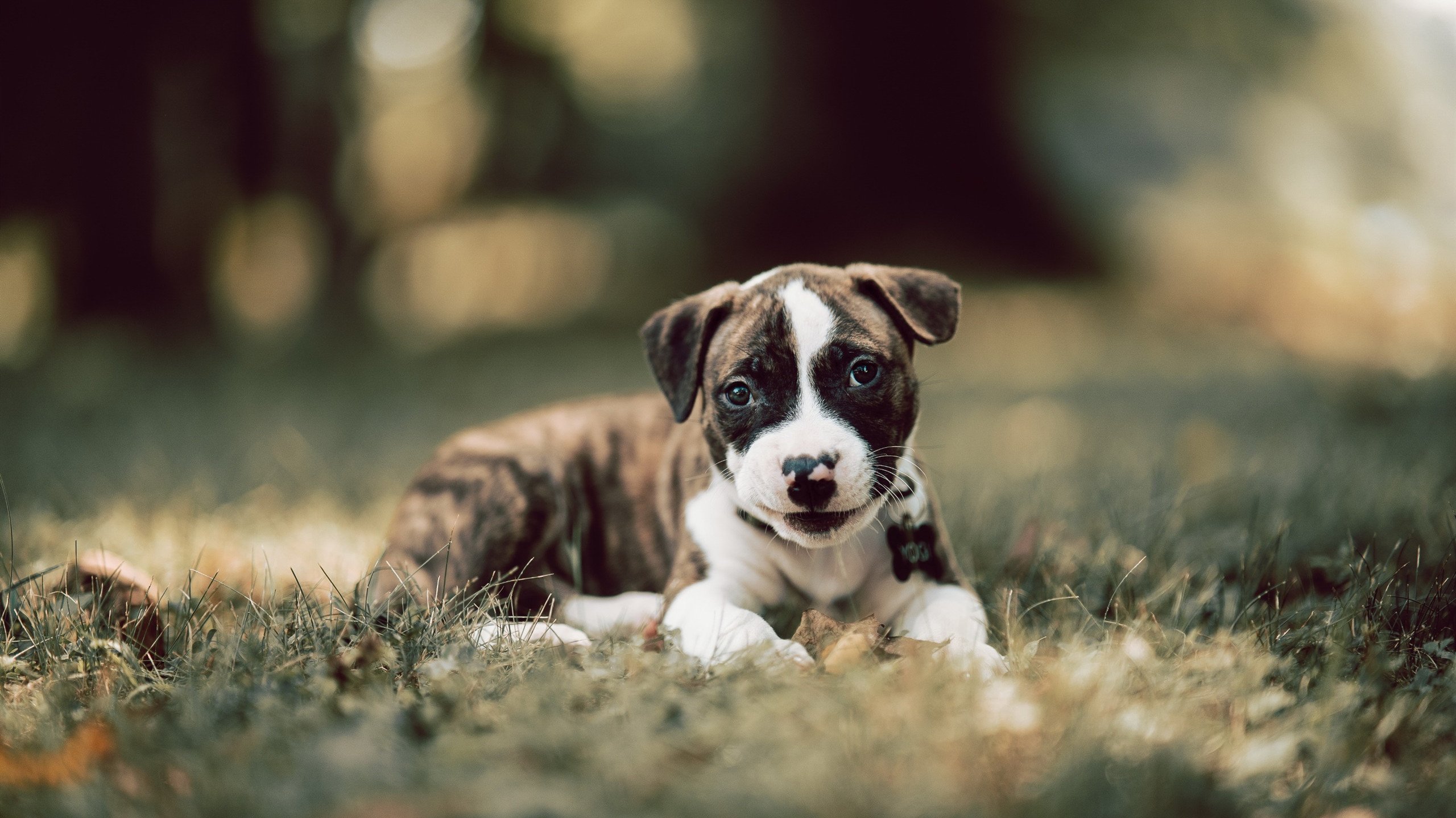 西甲球员赛后心率恢复曲线指导个性化训练方案，西甲新人