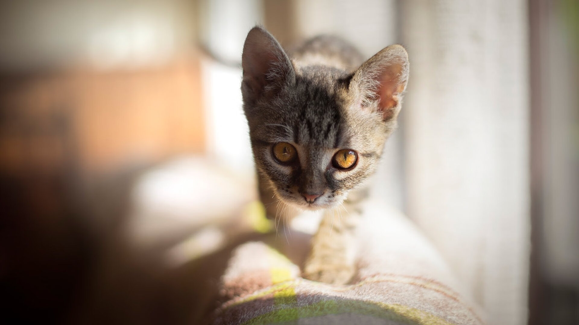 “2025世界游泳锦标赛:水上芭蕾展现不一样的艺术魅力”