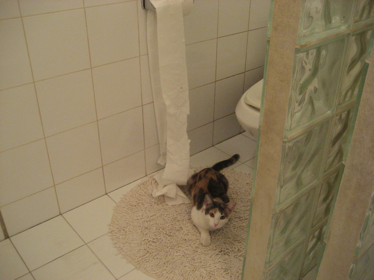 “2025世界运动会:运动舞蹈赛场,金牛区城北体育馆成为全世界关注的焦点”