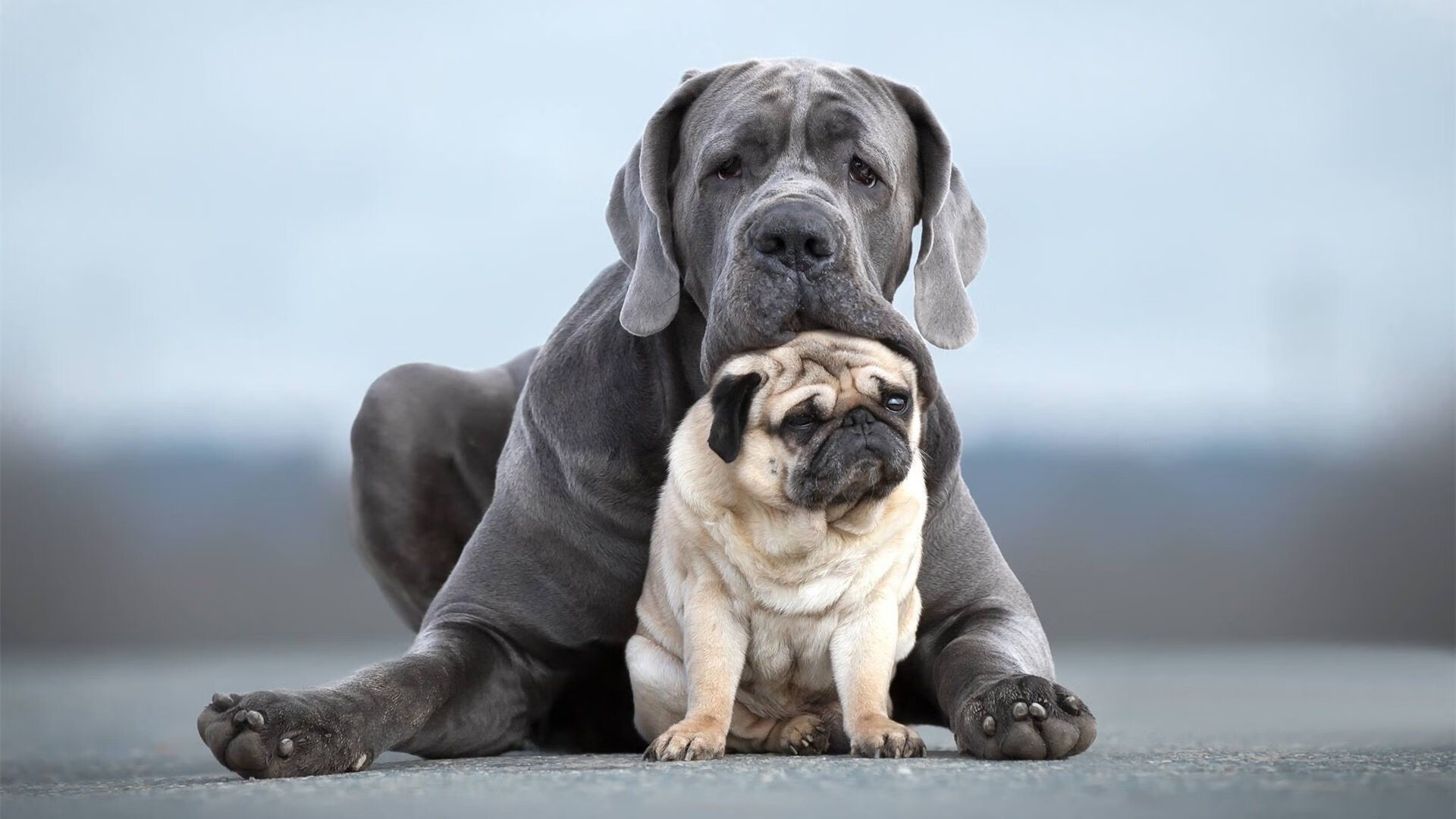 “2025世界运动会:运动舞蹈赛场,金牛区城北体育馆成为全世界关注的焦点”