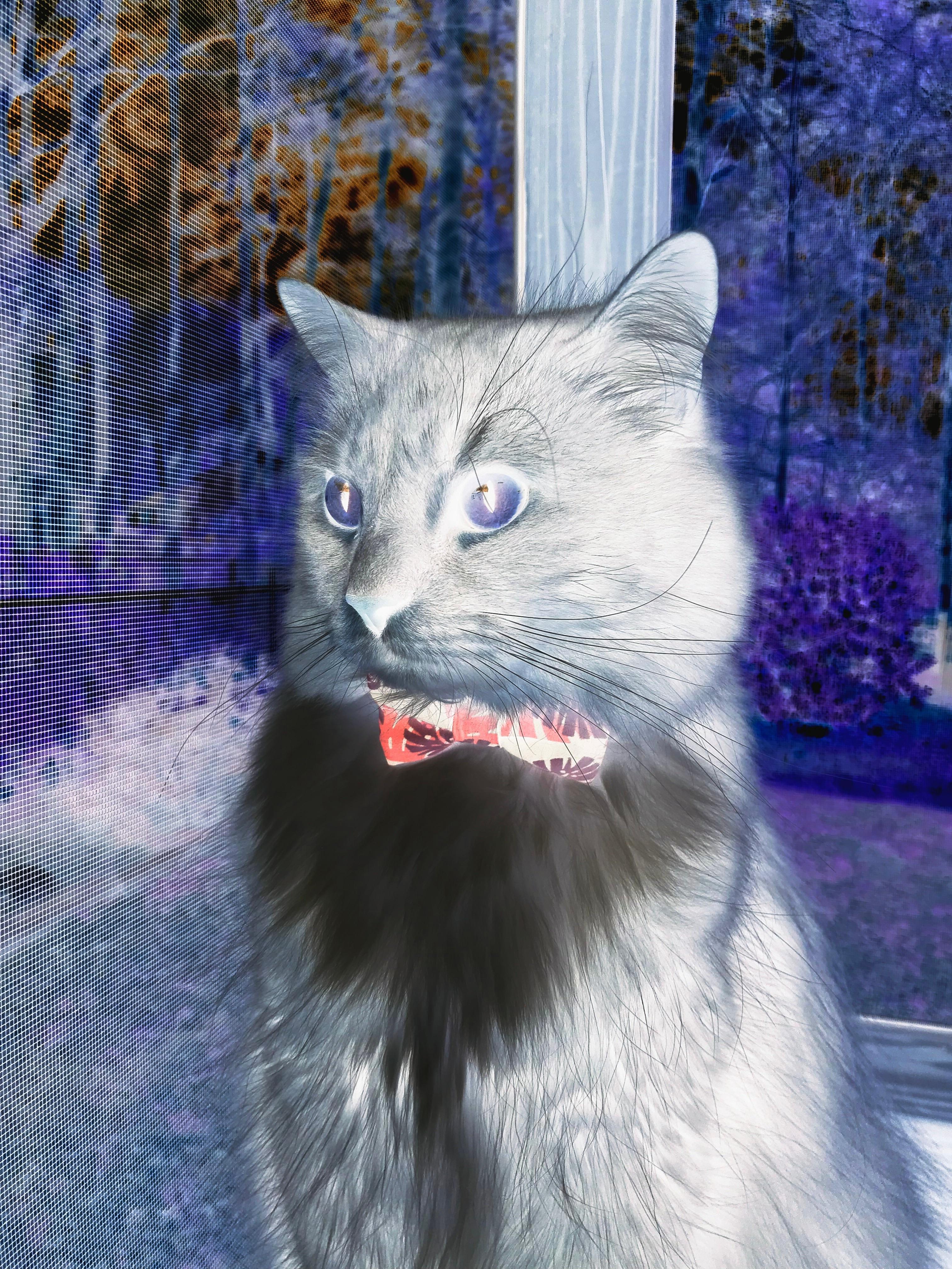 中国香港队赛制深度剖析:从团体配合到个人战术的完美融合,香港的比赛